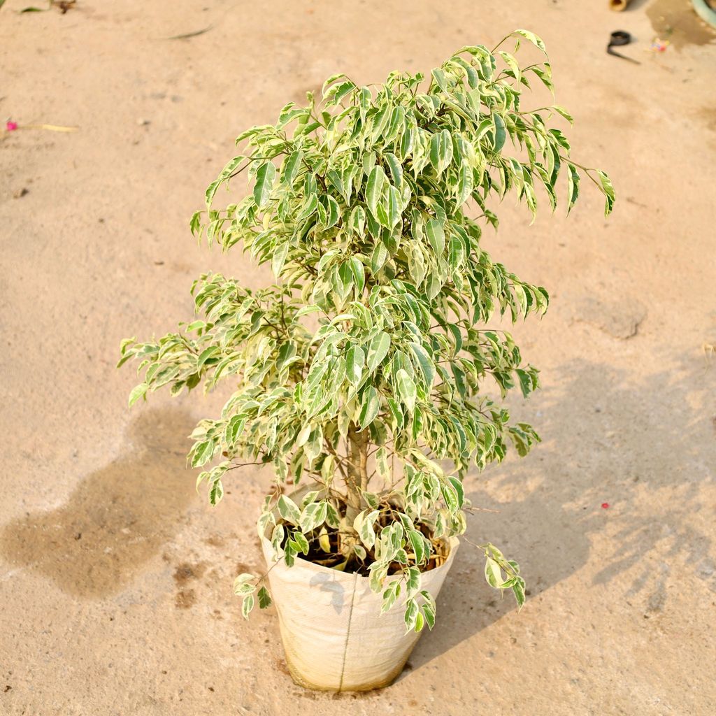 Buy Ficus Star Light in 12 Inch Nursery Bag Online | Urvann.com Ficus Star Light in 12 Inch Nursery Bag