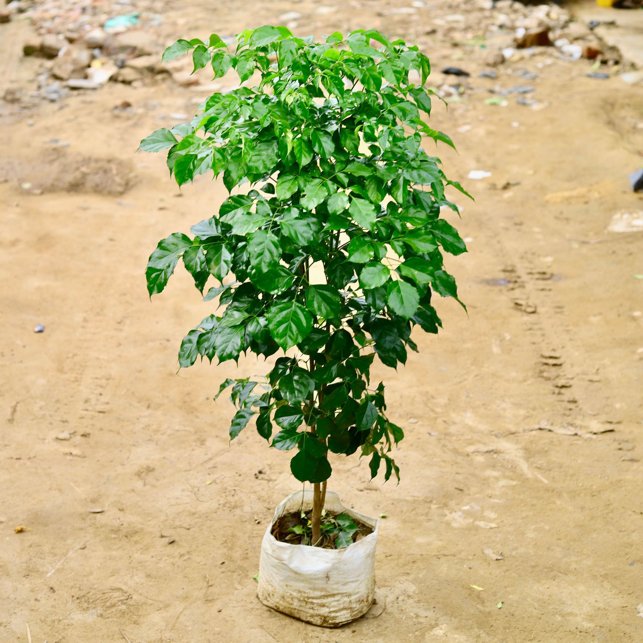 Radermachera / China Doll (~ 4 Ft) in 12 Inch Nursery Bag