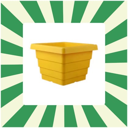 Free Gift - 4 Inch Yellow Premium Orchid Square Plastic Pot - Flash Sale