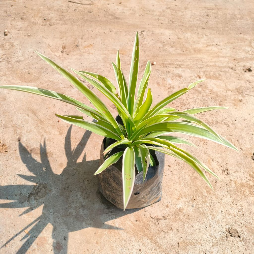 Buy Spider in 4 Inch Nursery Bag Online | Urvann.com Spider in 4 Inch Nursery Bag