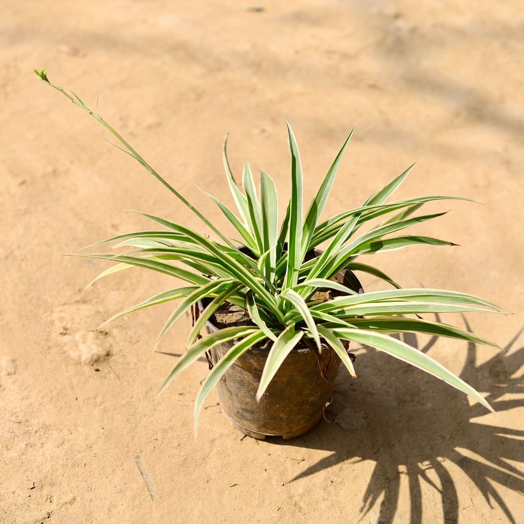 Buy Spider in 6 Inch Nursery Pot Online | Urvann.com Spider Plant in 5 inch Nursery Pot