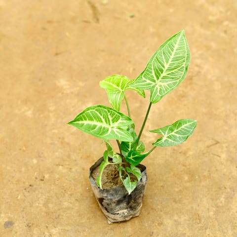 Syngonium green in 4 Inch Nursery Bag