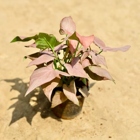 Syngonium Pink Arrowhead in 4 inch Nursery pot