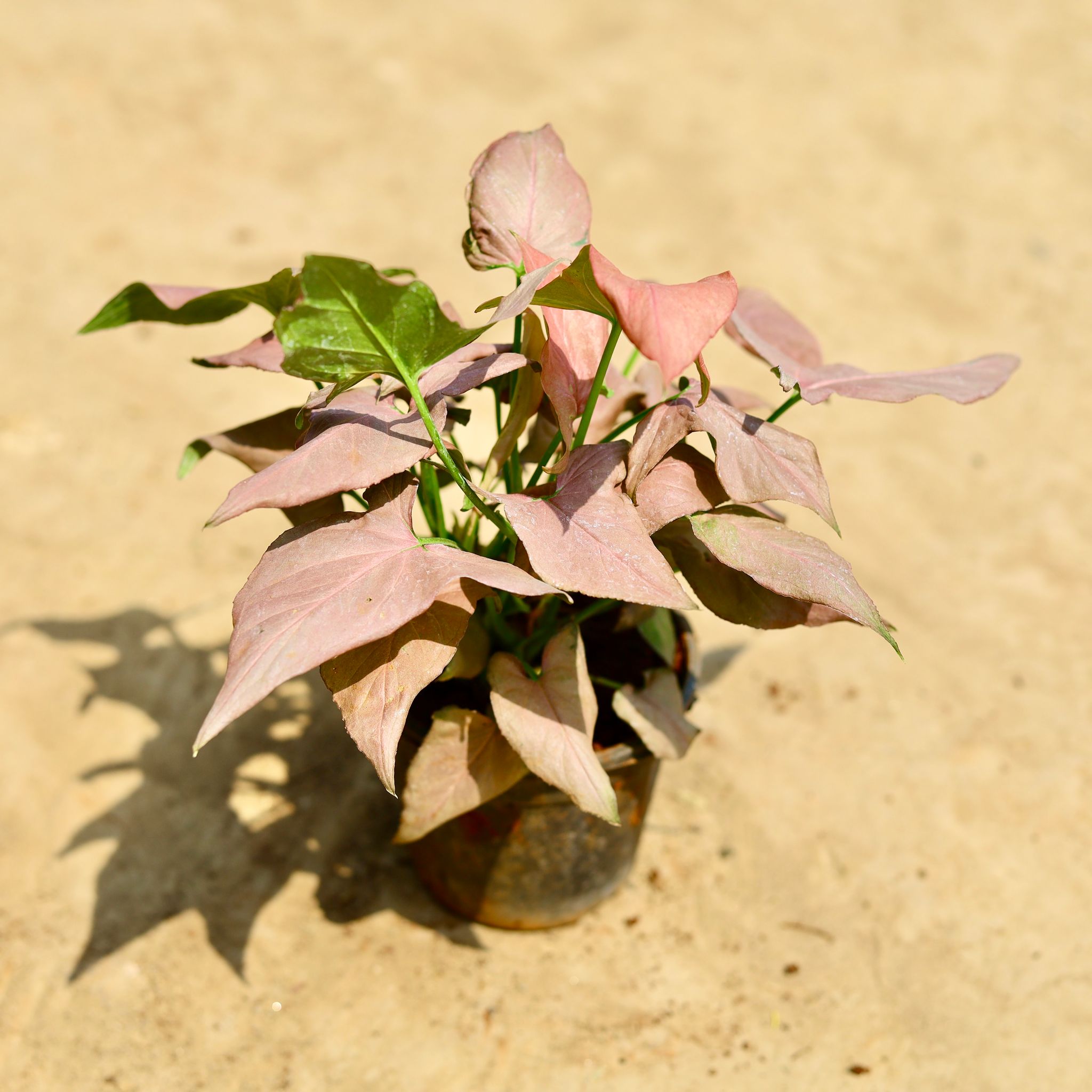 Syngonium Pink Arrowhead in 4 inch Nursery pot