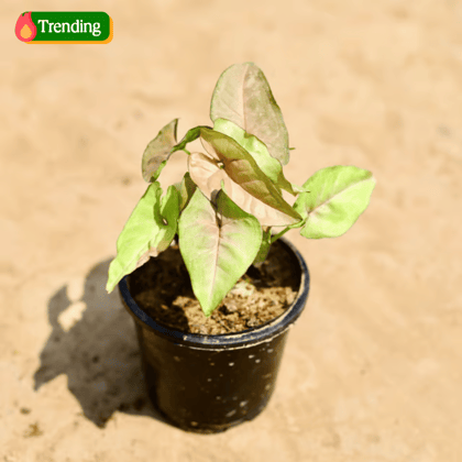 Syngonium Pink in 4 inch Nursery pot