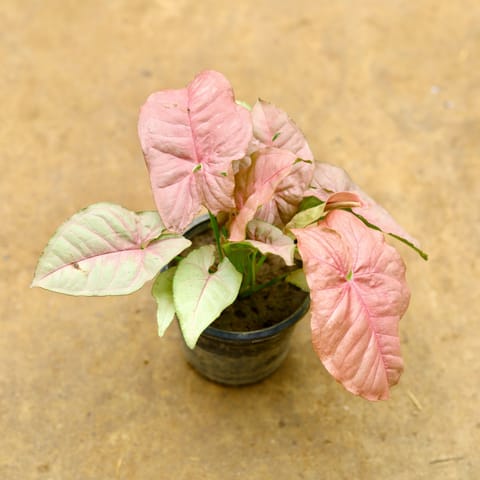 Syngonium pink in 4 Inch Nursery Pot