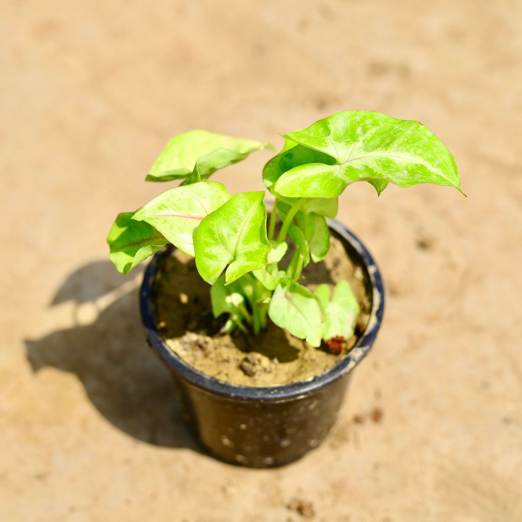Buy Syngonium Pixie Golden in 4 inch Nursery pot Online | Urvann.com Syngonium Pixie Golden in 4 inch Nursery pot