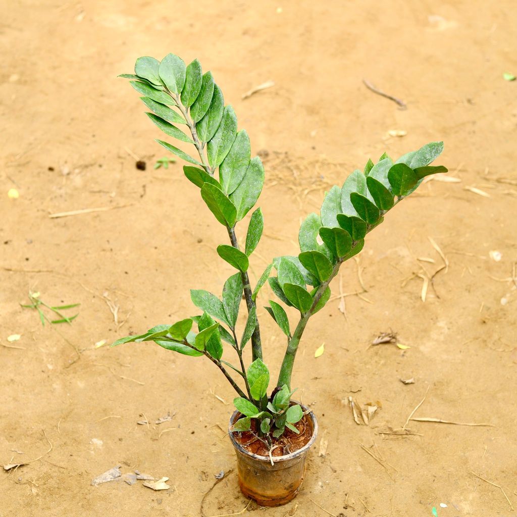 Buy Zz Green (~ 2.5 Ft) in 6 Inch Nursery Pot Online | Urvann.com Zz Green (~ 2.5 Ft) in 6 Inch Nursery Pot - Best Exotic Indoor Plant