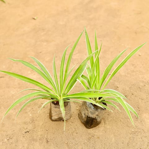Set Of 2 - Spider in 4 Inch Nursery Bag