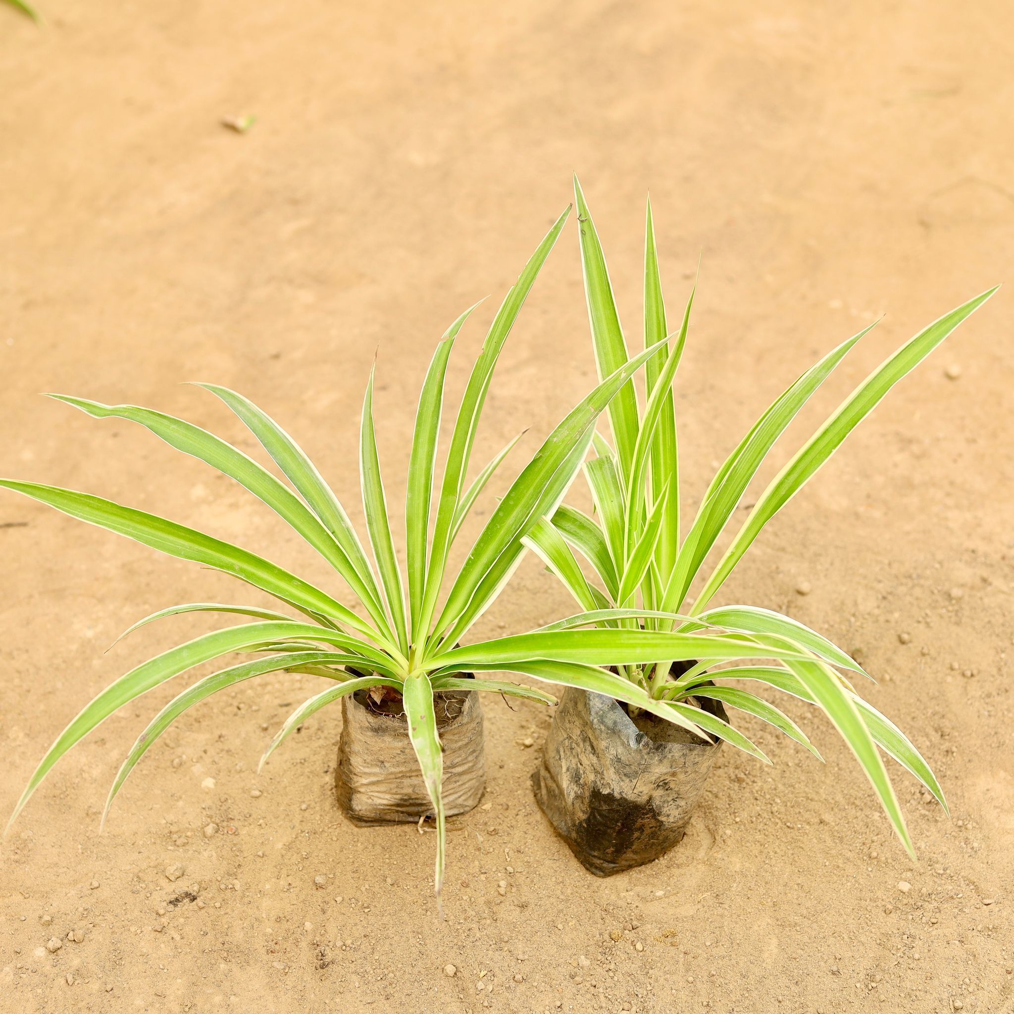 Set Of 2 - Spider in 4 Inch Nursery Bag