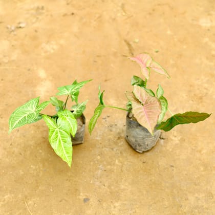 Buy Set of 2 - Syngonium (green & pink) in 4 Inch Nursery Bag Online | Urvann.com