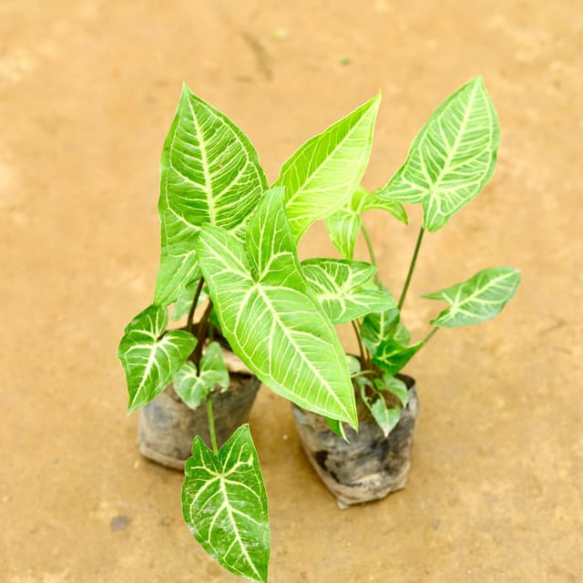 Set of 2 - Syngonium green in 4 Inch Nursery Bag