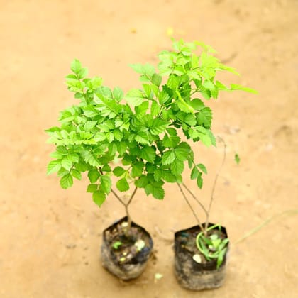 Buy Set of 2 - Tecoma Capensis in 4 Inch Nursery Bag Online | Urvann.com