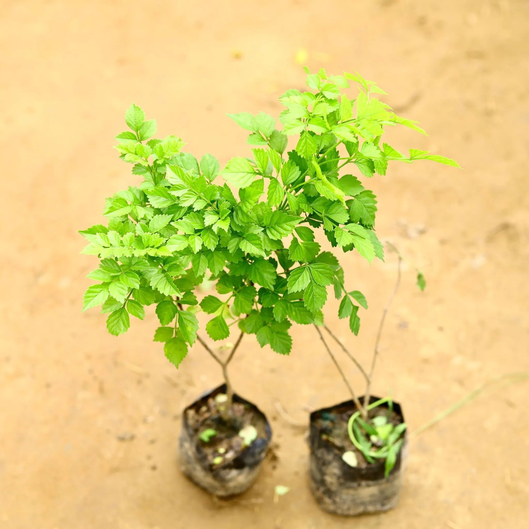 Set of 2 - Tecoma Capensis in 4 Inch Nursery Bag