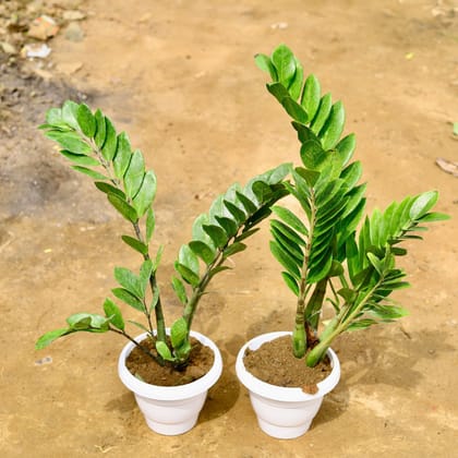 Buy Set of 2 - Zz Green (~ 2.5 Ft) in 8 Inch White Classy Plastic Pot Online | Urvann.com