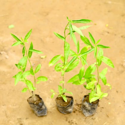 Buy Set of 3 - Raat Ki Rani / Night Blooming Jasmine? in 4 Inch Nursery Bag Online | Urvann.com