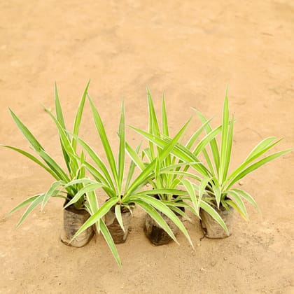 Buy Set Of 4 - Spider in 4 Inch Nursery Bag Online | Urvann.com