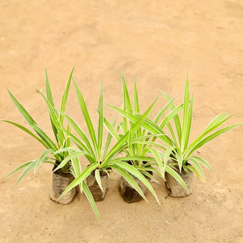 Set Of 4 - Spider in 4 Inch Nursery Bag