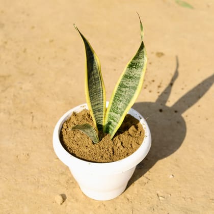 Buy Snake Golden in 8 Inch Classy White Plastic Pot Online | Urvann.com