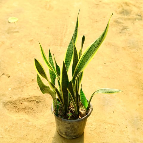 Snake Yellow in 8 Inch Nursery Pot