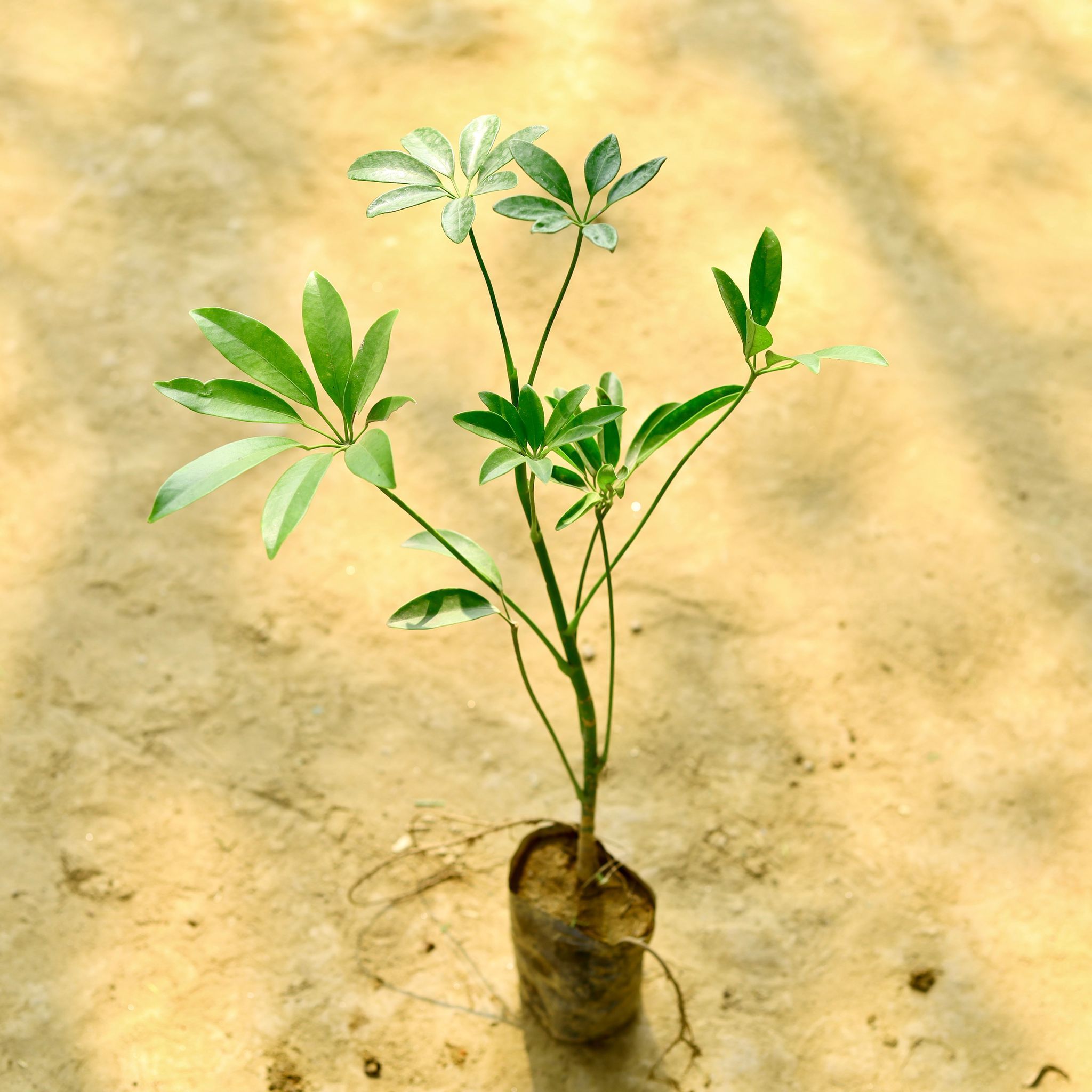Schefflera Green in 4 Inch Nursery Bag