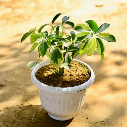 Buy Schefflera Variegated in 8 Inch White Olive Plastic Pot Online | Urvann.com