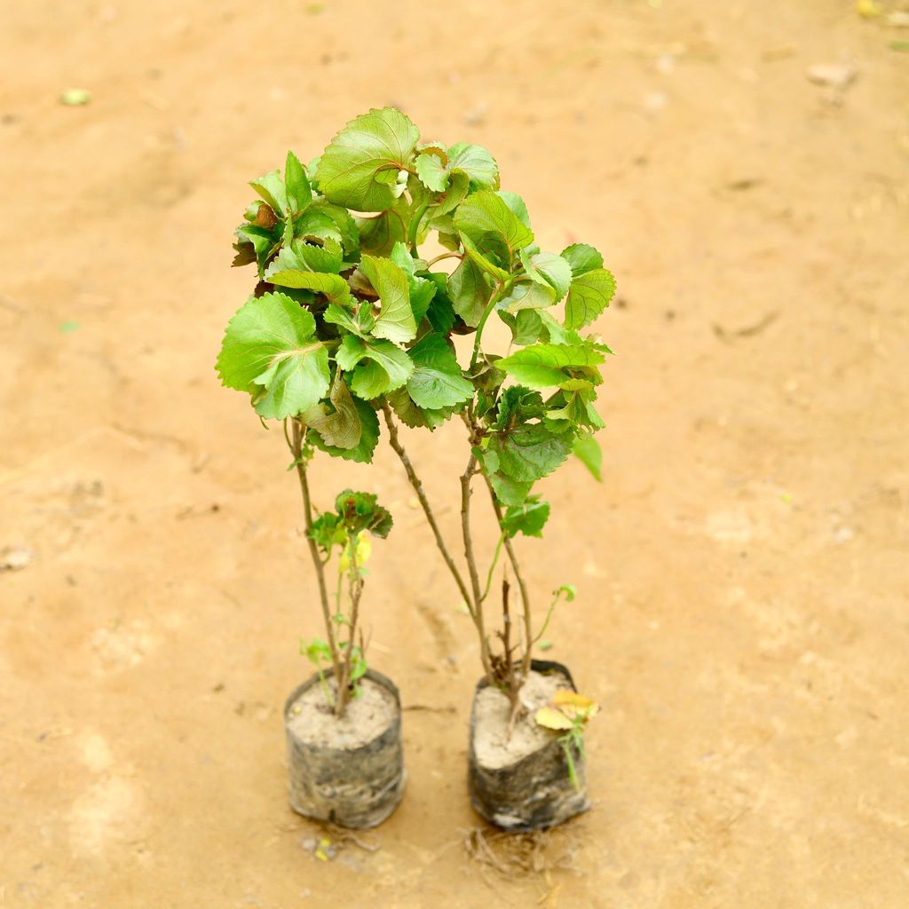 Buy Set of 2 - Acalypha in 4 Inch Nursery Bag Online | Urvann.com Set of 2 - Acalypha in 4 Inch Nursery Bag