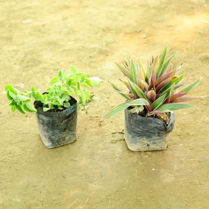 Buy Set of 2 - Ajwain & Rhoeo / Durangi in 4 Inch Nursery bag Online | Urvann.com
