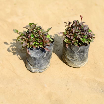 Buy Set of 2 - Alternanthera Red in 4 inch Nursery bag Online | Urvann.com