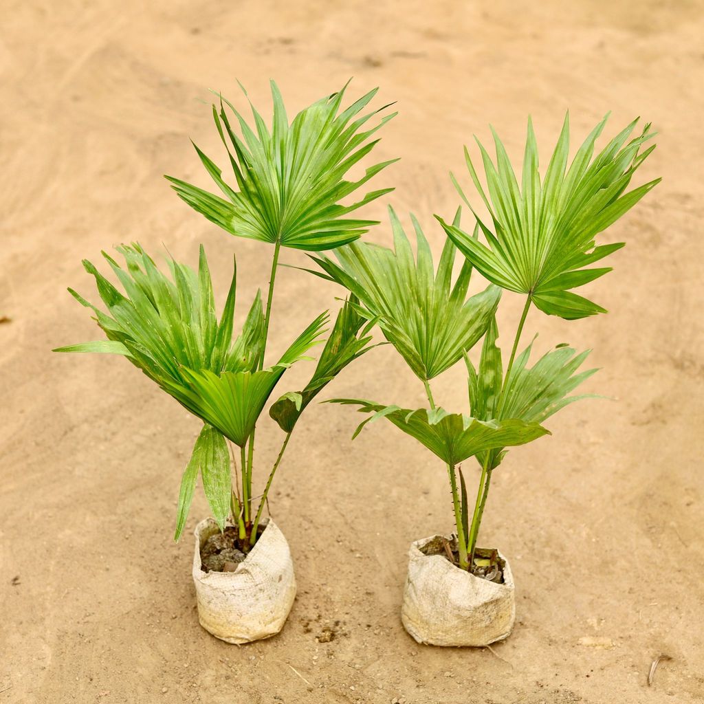 Set Of 2 - China / Fan Palm in 4 Inch Nursery Bag