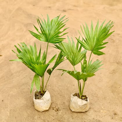 Buy Set Of 2 - China / Fan Palm in 4 Inch Nursery Bag Online | Urvann.com