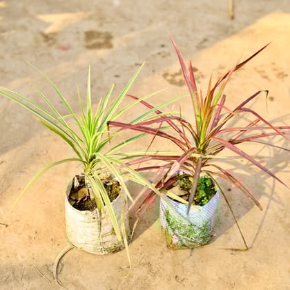 Buy Set of 2 - Dracaena Colorama (White & Red) in 4 inch Nursery bag Online | Urvann.com