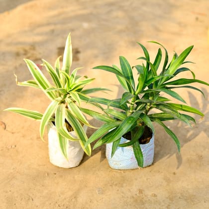 Buy Set of 2 - Dracaena Messenger & Song of India  in 4 inch Nursery bag Online | Urvann.com