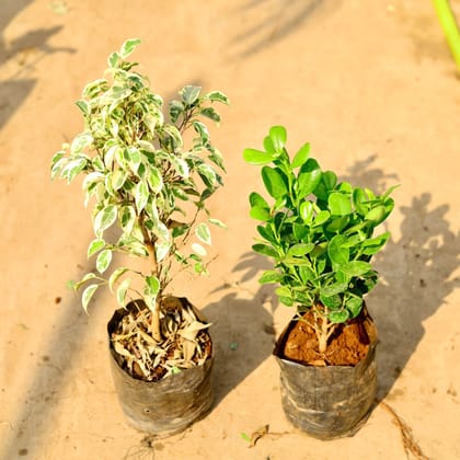 Buy Set of 2 - Ficus Starlight & Moclaim in 8 inch Nursery bag Online | Urvann.com