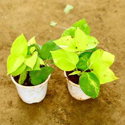 Buy Set of 2 - Golden Money Plant in 4 Inch Nursery Pot Online | Urvann.com