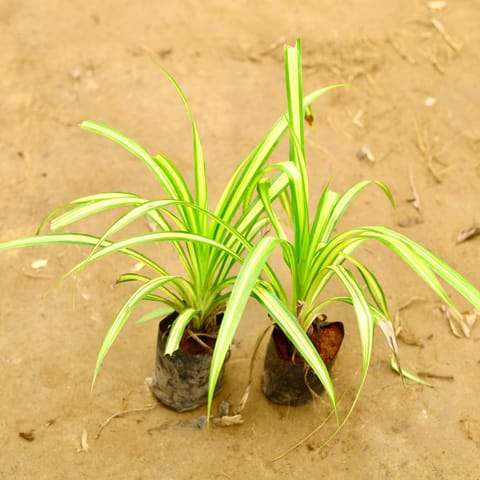 set of 2 - Pandanus / Screwpine in 4 Inch Nursery Bag