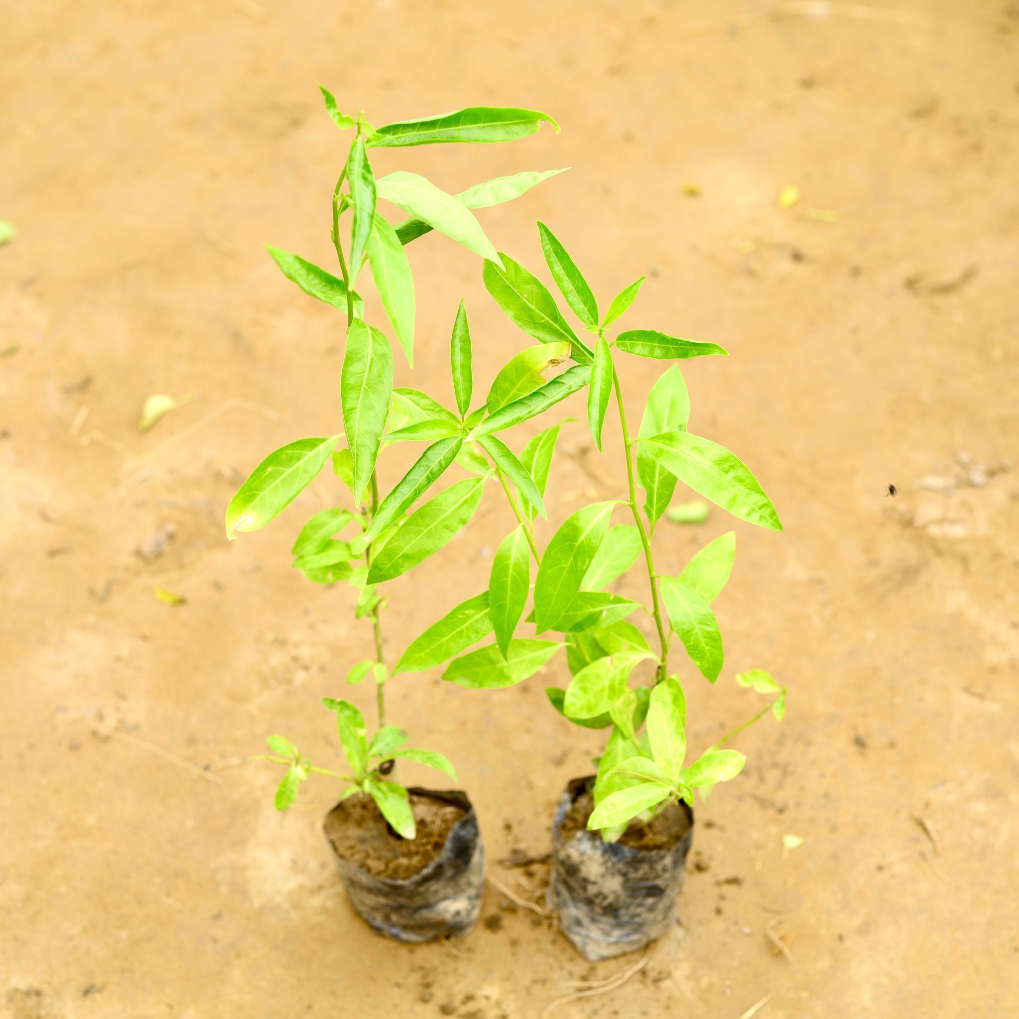 Set of 2 - Raat Ki Rani / Night Blooming Jasmine in 4 Inch Nursery Bag