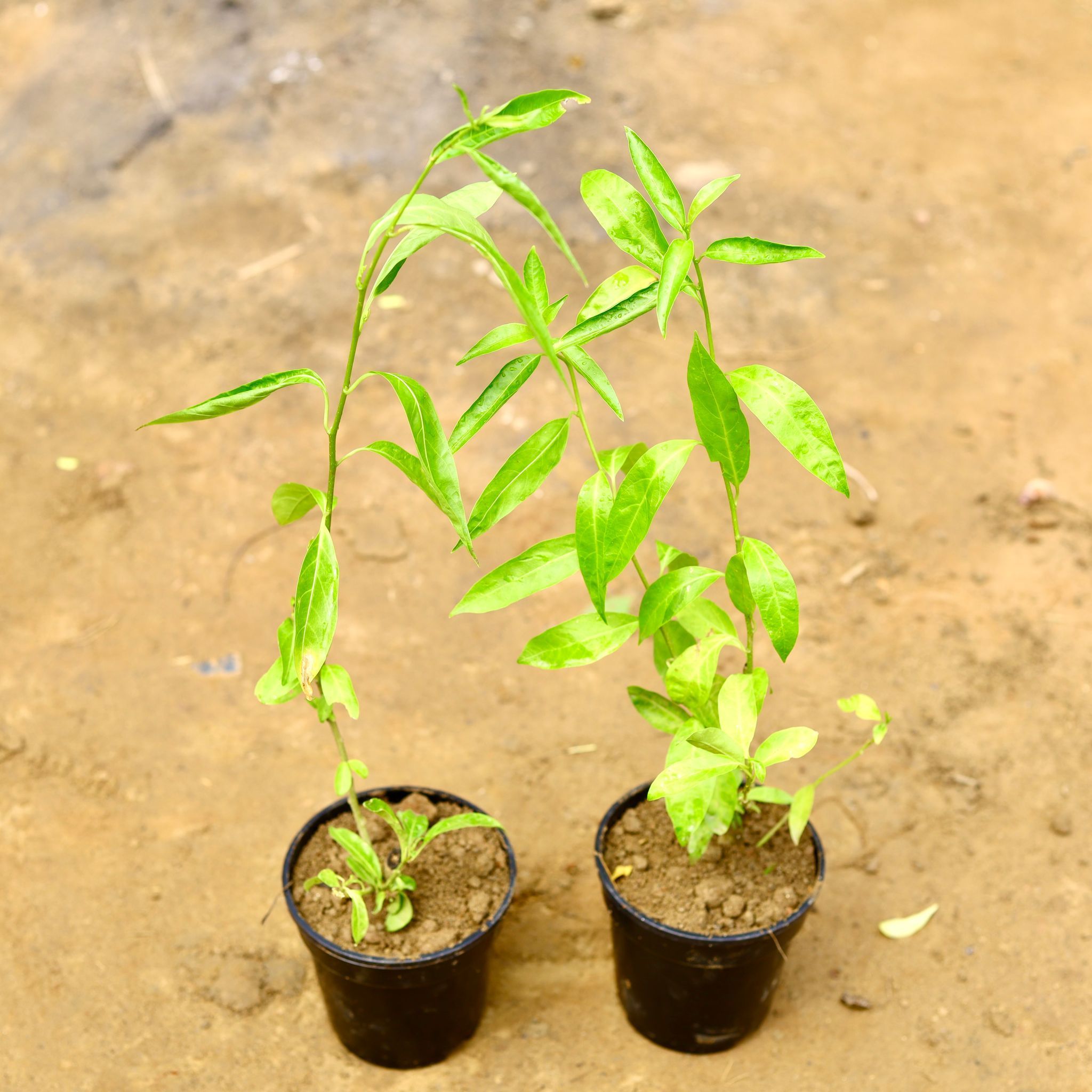 Set of 2 - Raat Ki Rani / Night Blooming Jasmine in 5 Inch Nursery Pot