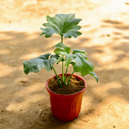 Buy Philodendron Selloum in 6 Inch Red Super Nursery Pot Online | Urvann.com
