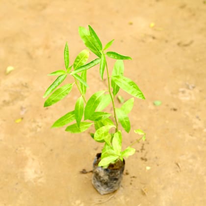 Buy Raat Ki Rani / Night Blooming Jasmine� in 4 Inch Nursery Bag Online | Urvann.com