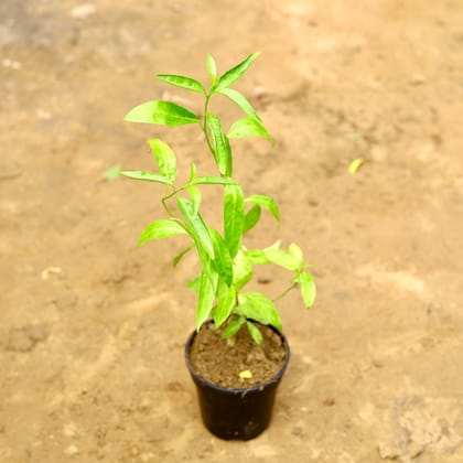 Buy Raat Ki Rani / Night Blooming Jasmine? in 5 Inch Nursery Pot Online | Urvann.com