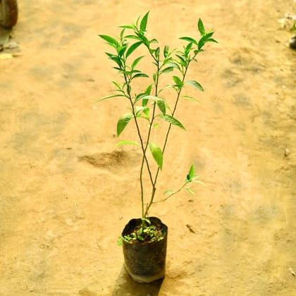 Buy Raat Ki Rani / Night Blooming Jasmine in 7 Inch Nursery Bag Online | Urvann.com