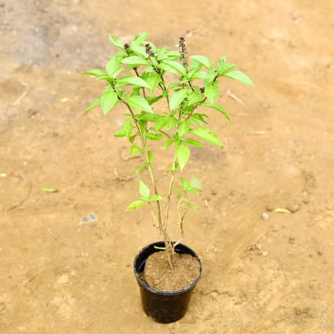 Rama Tulsi in 6 Inch Nursery Pot