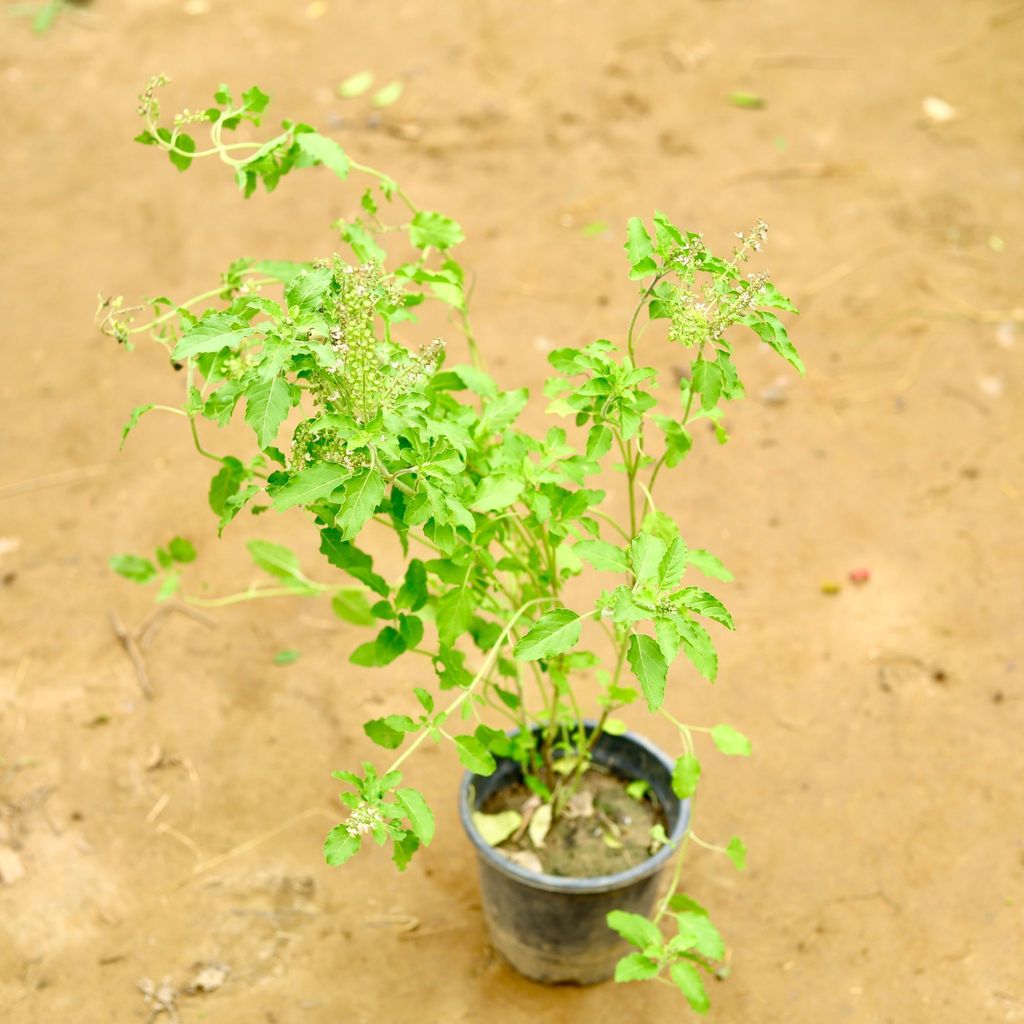 Buy Rama Tulsi in 6 Inch Nursery Pot Online | Urvann.com Rama Tulsi in 6 Inch Nursery Pot