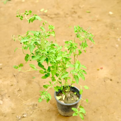 Buy Rama Tulsi in 6 Inch Nursery Pot Online | Urvann.com