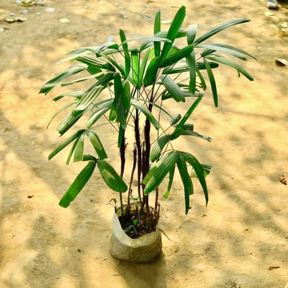 Buy Raphis / Rhapis Palm (~ 4 Ft) in 10 Inch Nursery Bag Online | Urvann.com