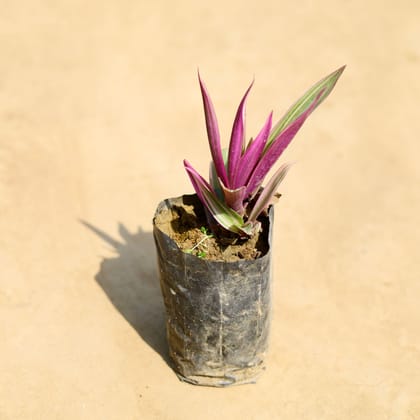 Buy Rhoeo / Durangi in 4 inch Nursery bag Online | Urvann.com