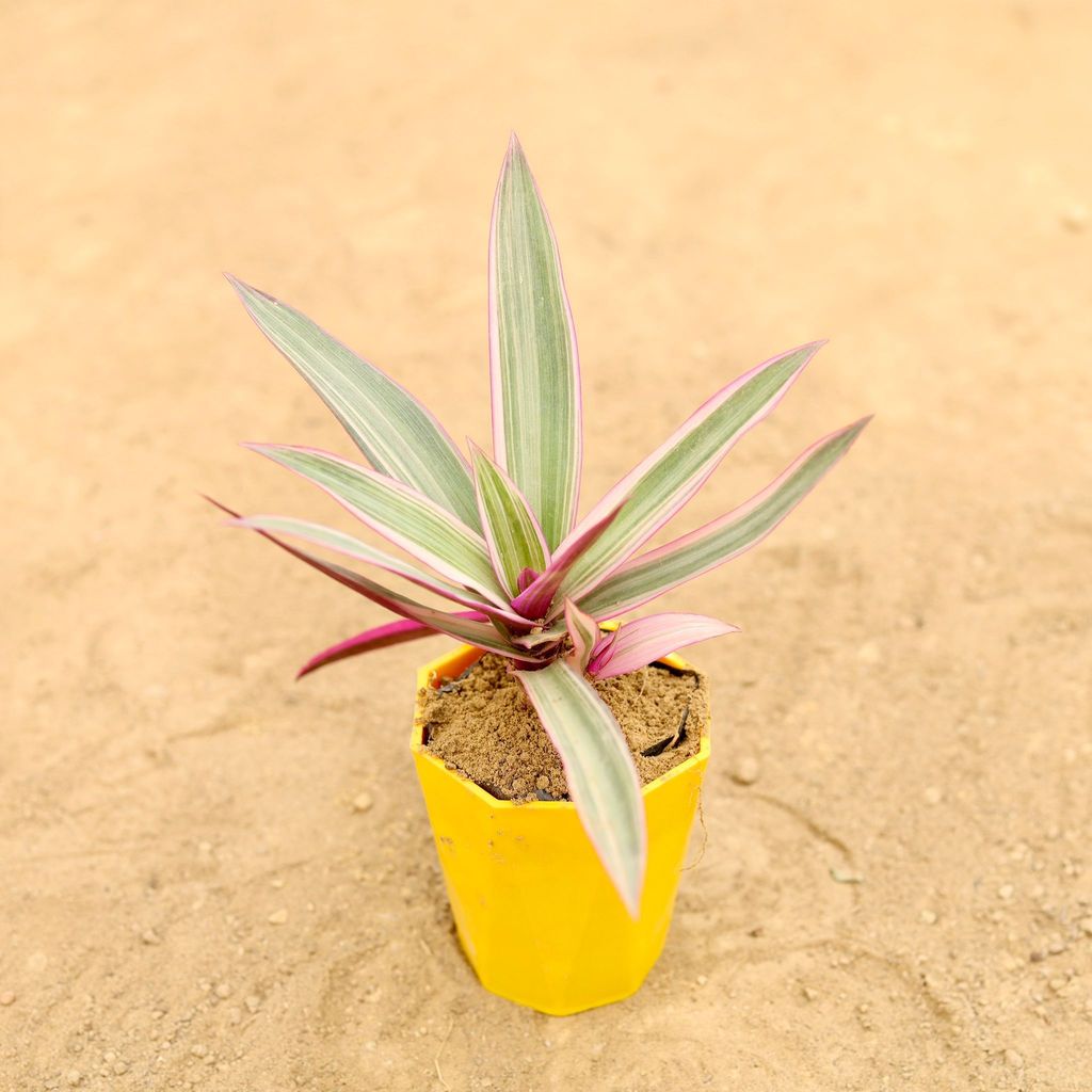 Buy Rhoeo / Durangi Pink in 4 Inch Yellow Premium Diamanti Plastic Pot Online | Urvann.com Rhoeo / Durangi Pink in 4 Inch Yellow Premium Diamanti Plastic Pot