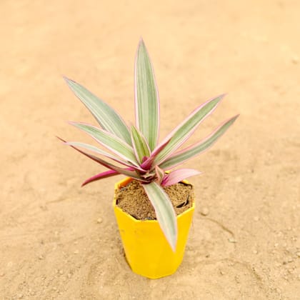 Buy Rhoeo / Durangi Pink in 4 Inch Yellow Premium Diamanti Plastic Pot Online | Urvann.com