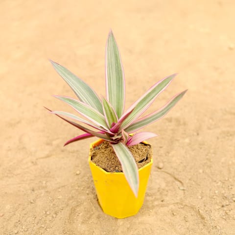 Rhoeo / Durangi Pink in 4 Inch Yellow Premium Diamanti Plastic Pot